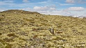 Dovrefjell 1997